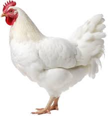 Live White Chicken